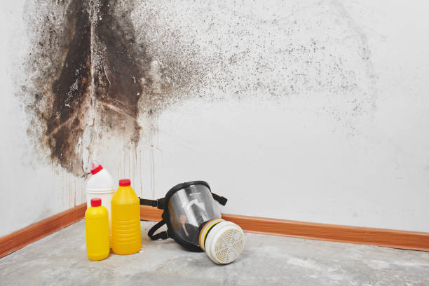 Best Toxic Mold Removal  in Fair Grove, MO