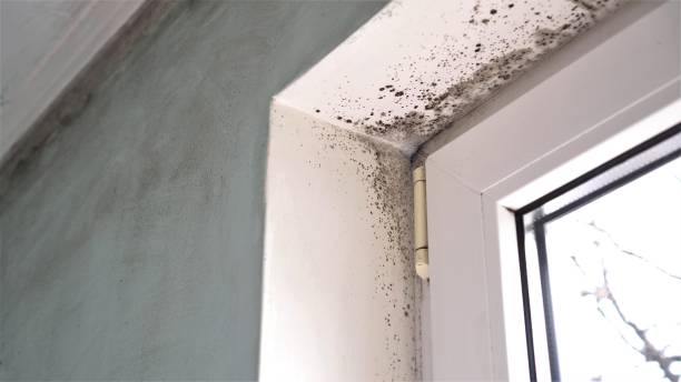 Mold Removal Process in Fair Grove, MO
