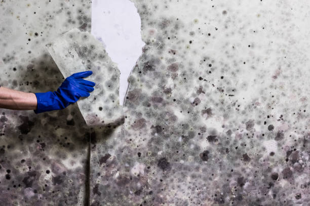 Best Toxic Mold Removal  in Fair Grove, MO